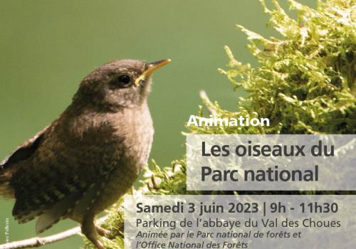 Sortie oiseaux