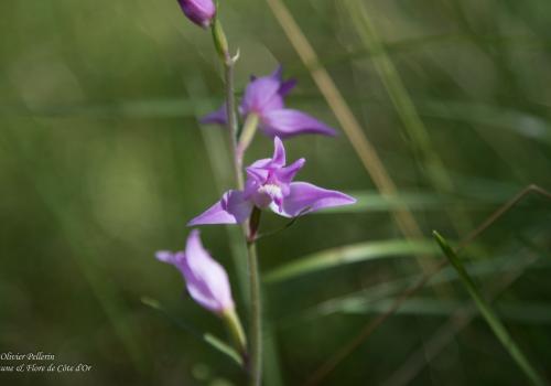 Fleur