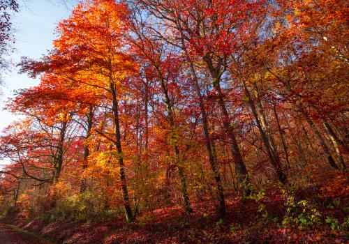 Arbres automne