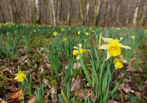 Jonquilles