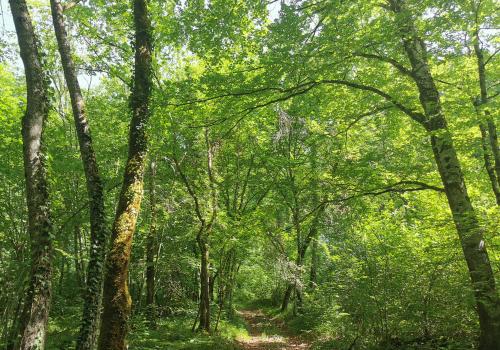 Forêt du Parc national