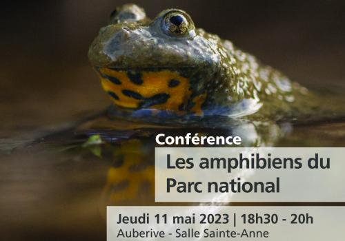 affiches_conf_mai_amphibiens.jpg