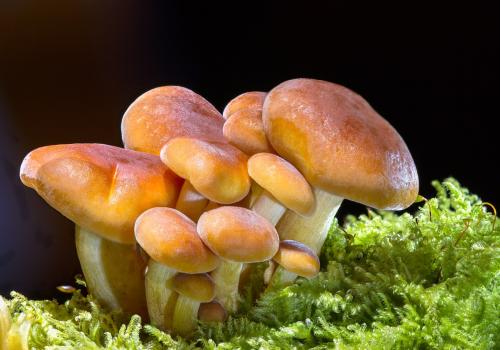 mushrooms-g9bc56afb7_1280.jpg