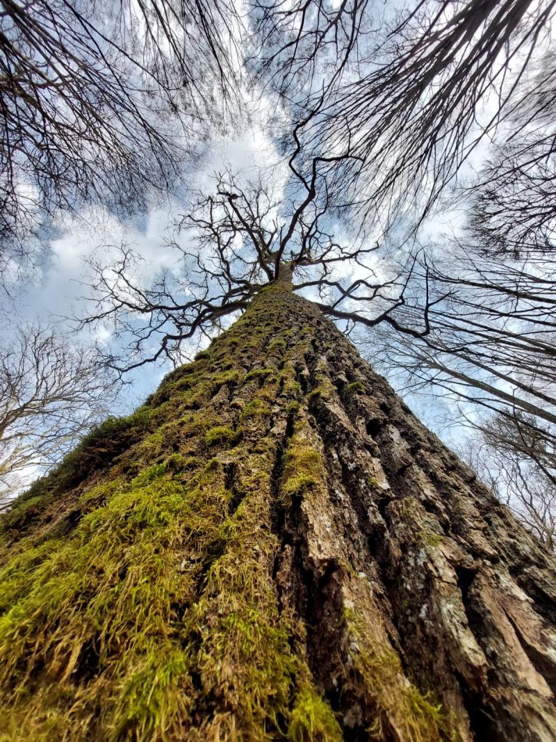 Arbre atteint de sécheresse, vue en contre plongée