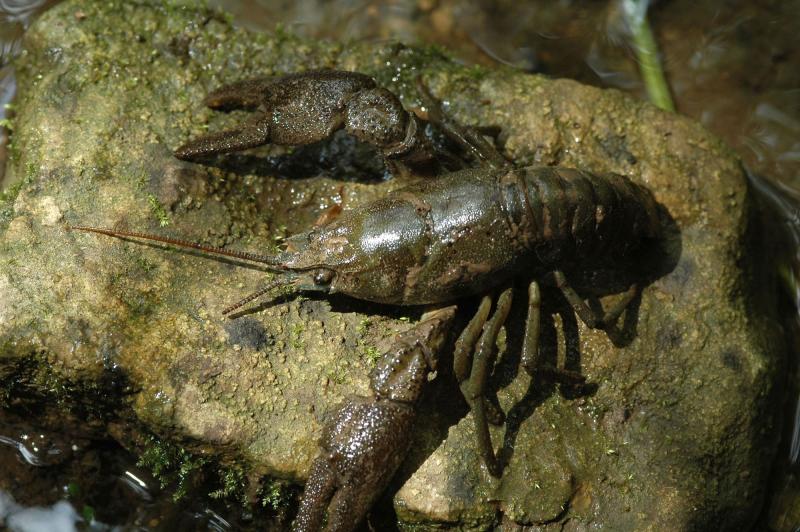 écrevisse à pieds blanc Romaric Leconte