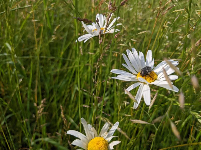 Prairie