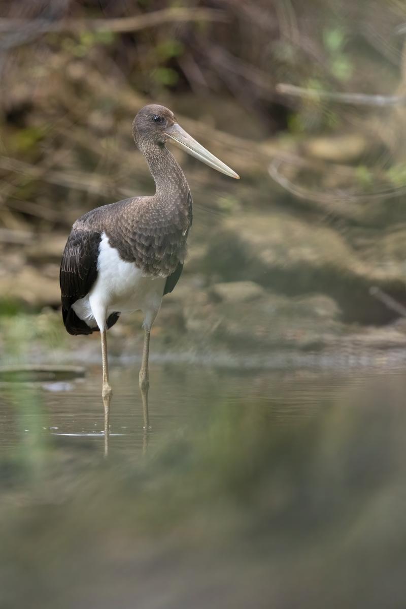 cigogne noire