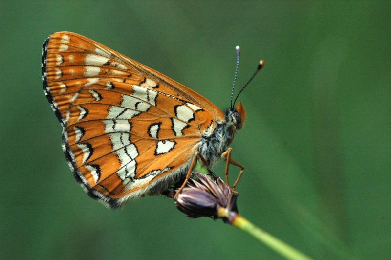 damier_frene_euphydryas_maturna_rleconte.jpg