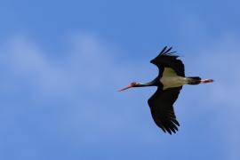 Cigogne noire / Olivier Pellerin