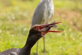 Cigogne noire