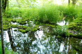 cmatthieu_delcamp_parc_national_de_forets.jpg