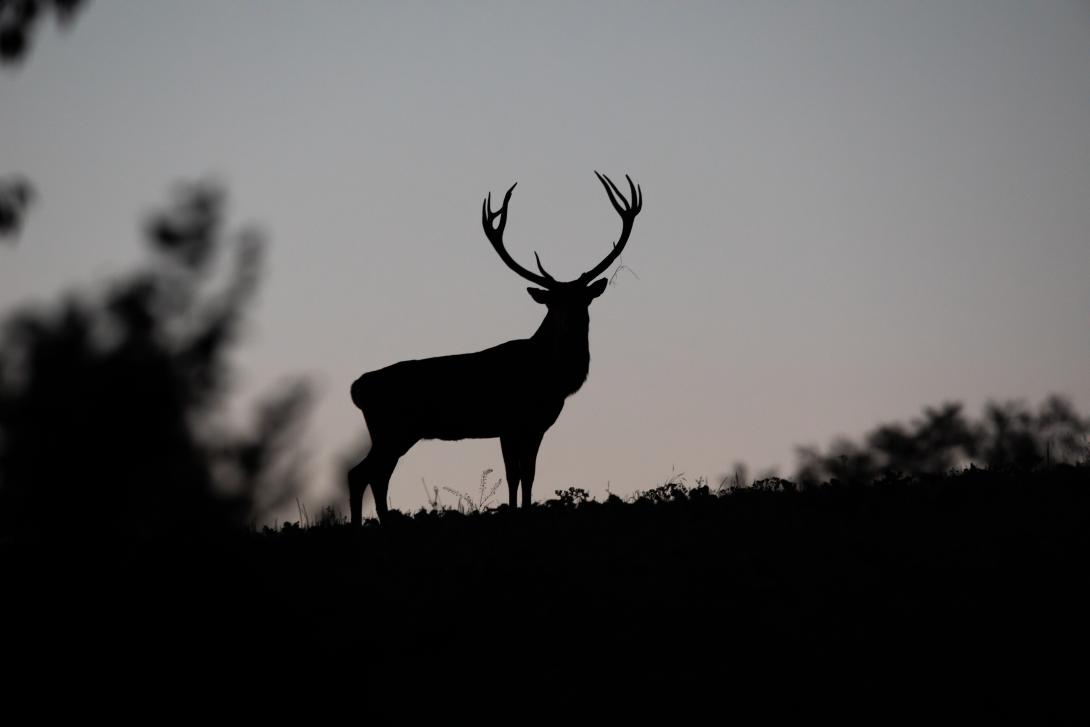 Observation faune sauvage