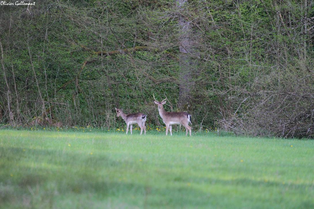 Deux cerfs qui nous regarde au loin