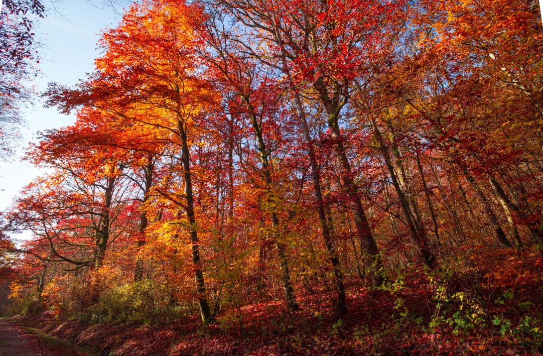 Arbres automne