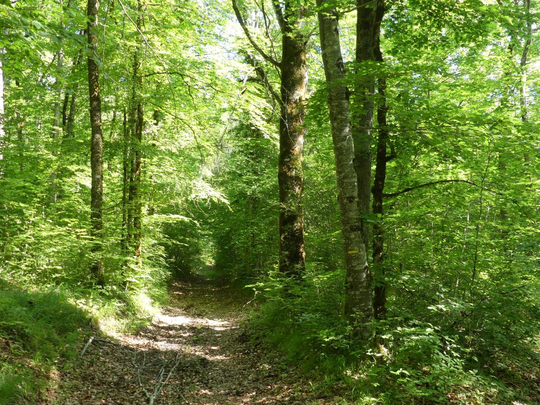 Forêt du Parc national de forêts