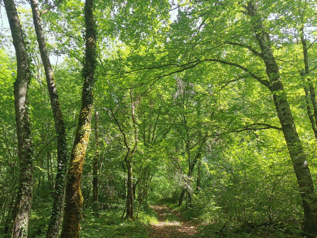 Forêt du Parc national