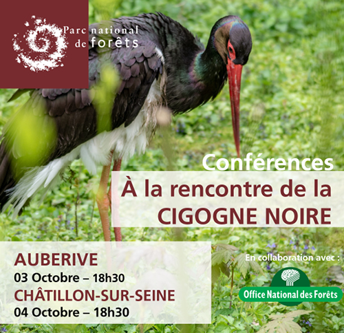 cigogne_noire.png